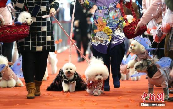 38万元克隆一只狗 让你家原来的那只爱宠“回来”