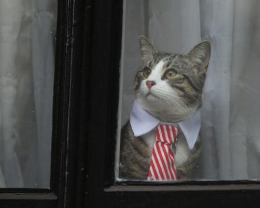 阿桑奇从使馆被带走后 他养的猫将何去何从？