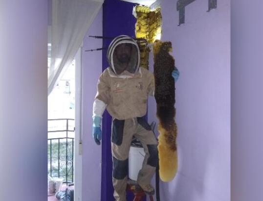 西班牙夫妇家中藏巨大蜂巢 8万只蜜蜂住墙内