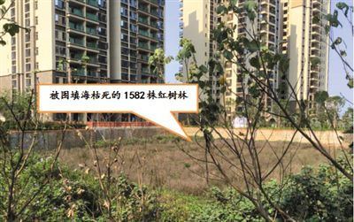 澄迈填海毁林：早知“深刻检讨”何必“顶风而上”
