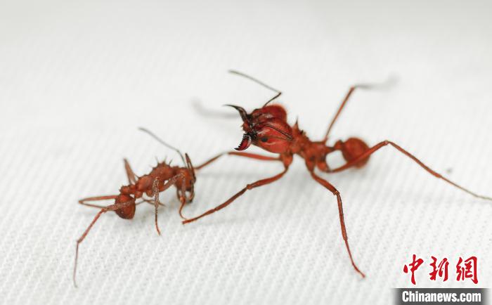 国际最新研究：昆虫世界发现首个已知生物矿物身体盔甲