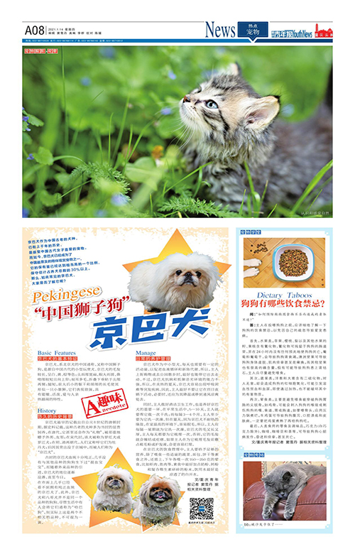 A08-“中国狮子狗”京巴犬