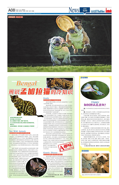 A08-辨识孟加拉猫的冷知识