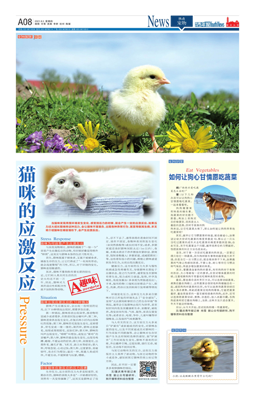 A08-猫咪的应激反应