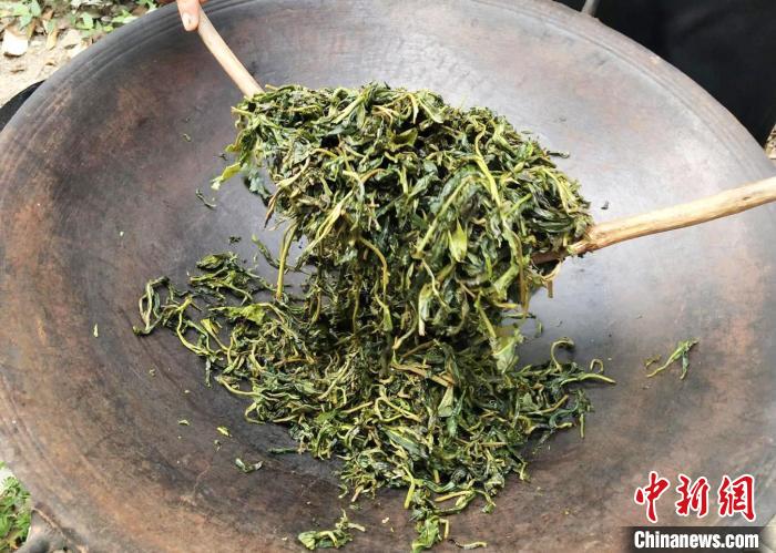 广州增城毛茶制茶技艺成非遗加强传承保护发展