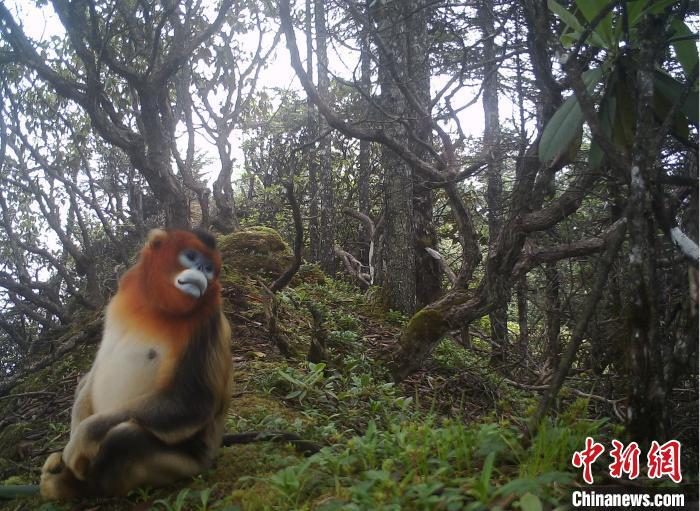每个金丝猴小家族集群以由一只成年雄体为首领和3-5只雌猴及3岁以下的幼猴所组成。　大熊猫国家公园彭州管护总站 供图