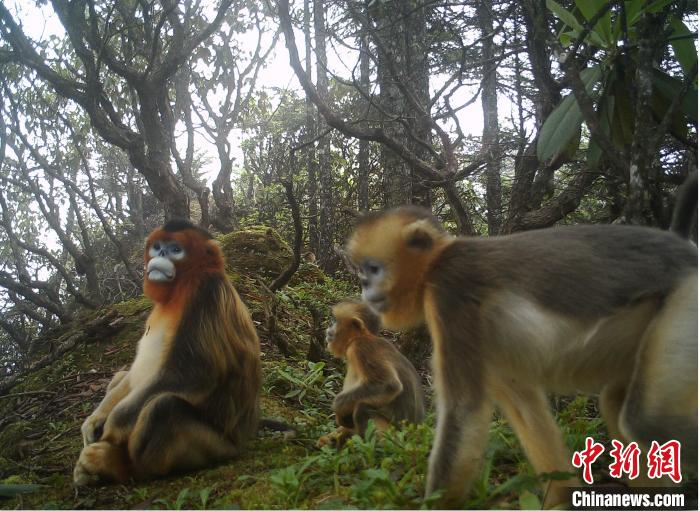 大熊猫国家公园彭州管护总站 供图