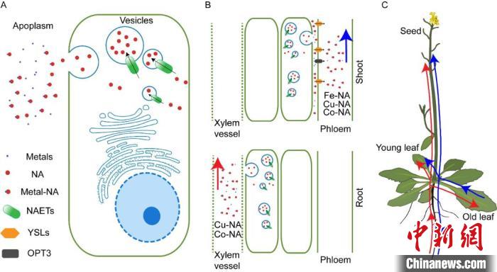 科研人员发现植物种子“含铁秘密”有望帮助解决“隐性饥饿”问题