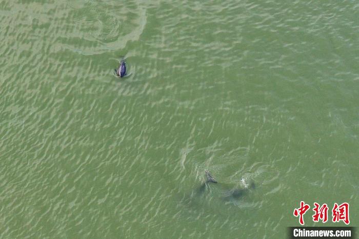 3-4头江豚在水中畅游，时而逐浪嬉戏，时而“拖家带口”携幼崽同游。　刘占昆 摄