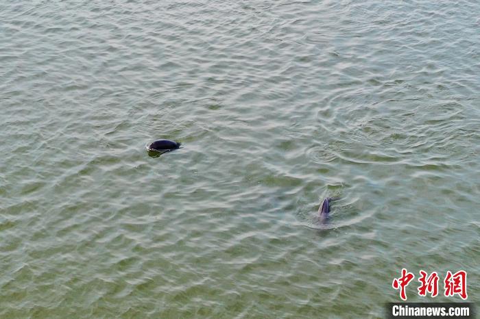图为江豚在水中嬉戏，圆圆的脑袋不断露出水面煞是可爱。　刘占昆 摄