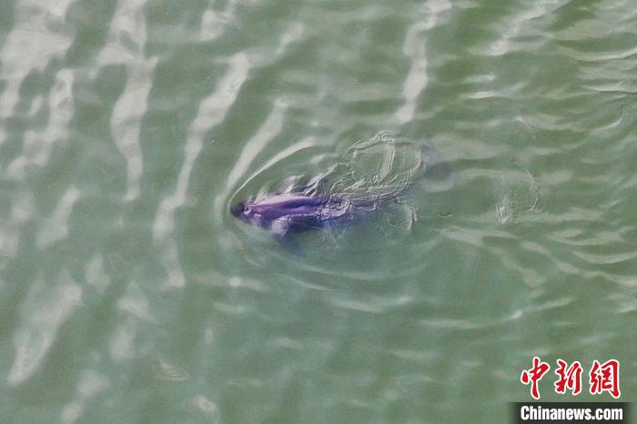 图为江豚在水中嬉戏，圆圆的脑袋不断露出水面煞是可爱。　刘占昆 摄