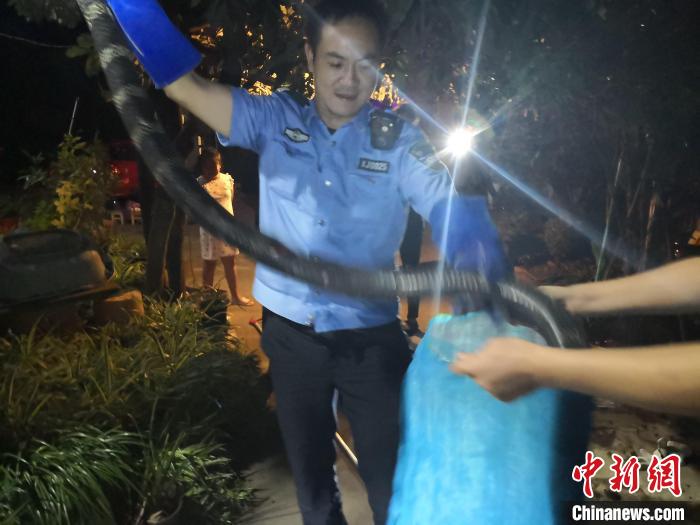 图为民警正在抓捕眼镜王蛇。 刘为林 摄 图为民警正在抓捕眼镜王蛇。 刘为林 摄