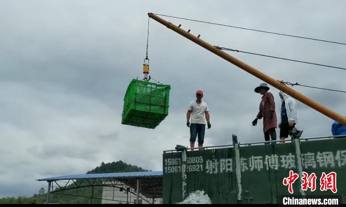 图为鲟鱼装车。　刘威 摄