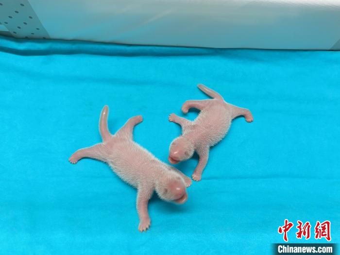 大熊猫“花嘴巴”的新生双胞胎幼仔。 成都大熊猫繁育研究基地供图 大熊猫“花嘴巴”的新生双胞胎幼仔。 成都大熊猫繁育研究基地供图