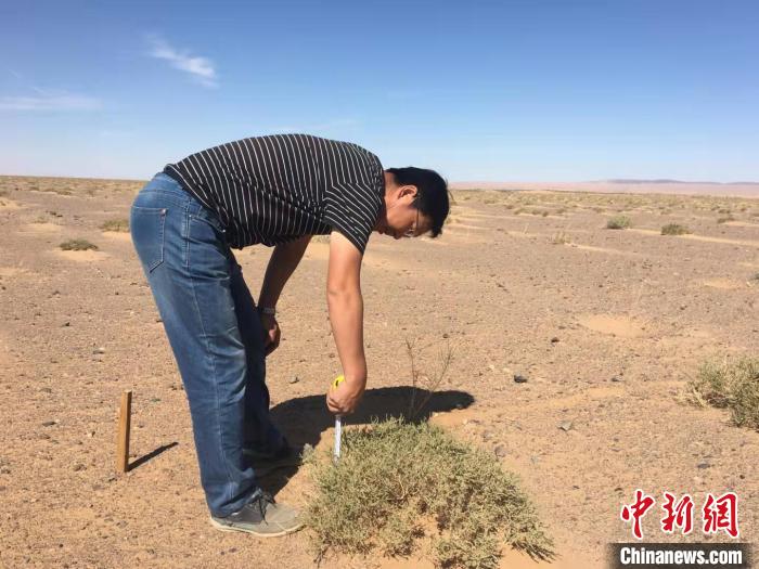 图为达来对植物进行研究。 达来供图 图为达来对植物进行研究。 达来供图