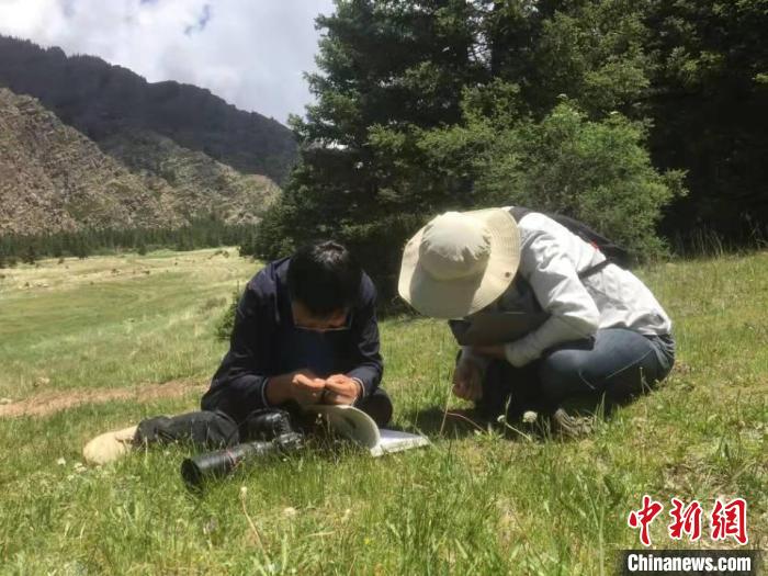图为达来对植物进行研究。 达来供图 图为达来对植物进行研究。 达来供图