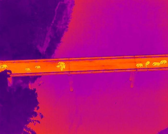 图为监测到的象群。 云南省森林消防总队提供 图为监测到的象群。 云南省森林消防总队提供