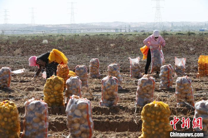 宁夏石嘴山市平罗县红崖子乡马铃薯种植基地,农民正在收获马铃薯。 于晶 摄 宁夏石嘴山市平罗县红崖子乡马铃薯种植基地,农民正在收获马铃薯。 于晶 摄
