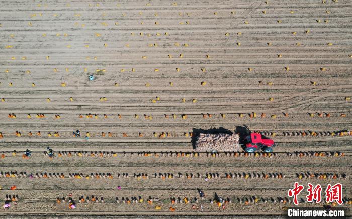 宁夏石嘴山市平罗县红崖子乡马铃薯种植基地,农民正在收获马铃薯。 于晶 摄 宁夏石嘴山市平罗县红崖子乡马铃薯种植基地,农民正在收获马铃薯。 于晶 摄