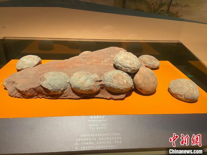 龙游县博物馆展出的恐龙蛋化石。 张斌 摄 龙游县博物馆展出的恐龙蛋化石。 张斌 摄