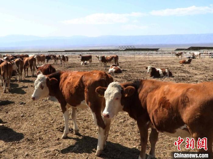 新疆和静见闻：戈壁中诞生的“牛”乡村