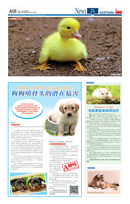 A08-狗狗啃骨头的潜在危害