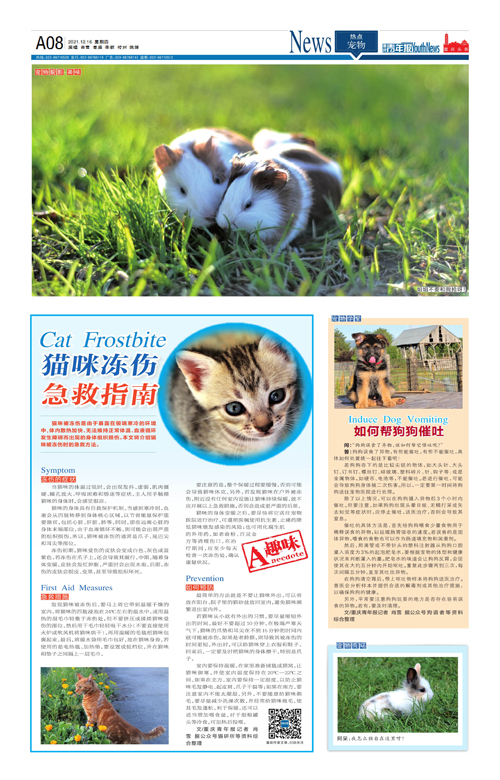 A08-猫咪冻伤急救指南