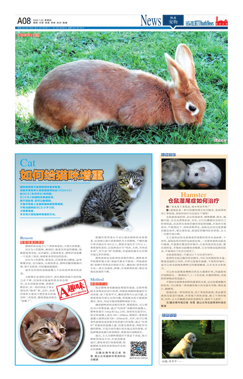 A08-如何给猫咪增重