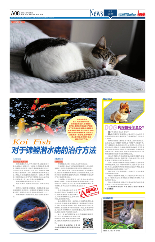 A08-对于锦鲤潜水病的治疗方法