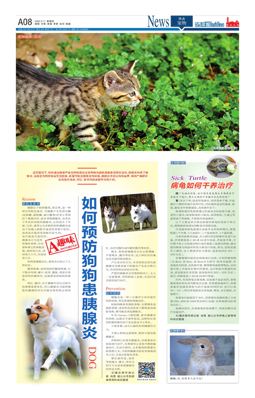 A08-如何预防狗狗患胰腺炎