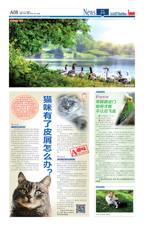 A08-猫咪有了皮屑怎么办？