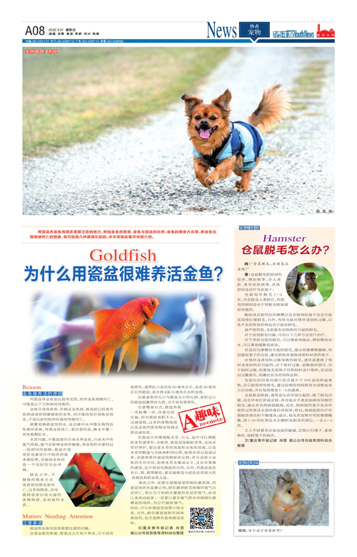 A08-为什么用瓷盆很难养活金鱼？