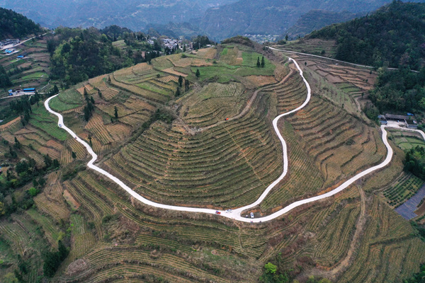 黔江：茶香伴春来 新绿促增收