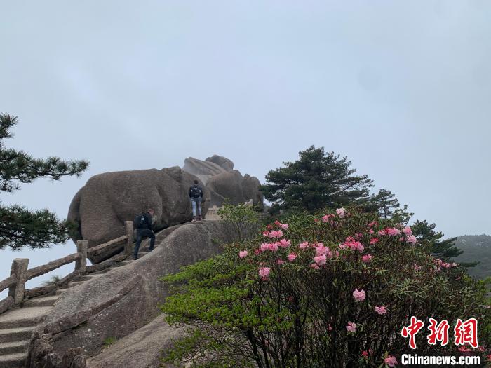 “五一”假期第二天：安徽黄山杜鹃花开景如画