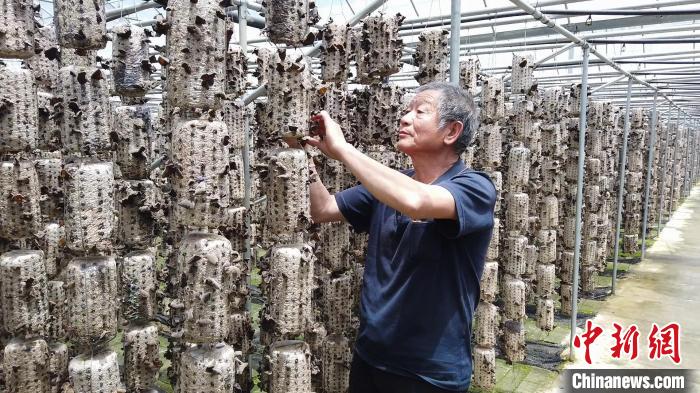 陕西柞水金米村：小小木耳铺就致富路