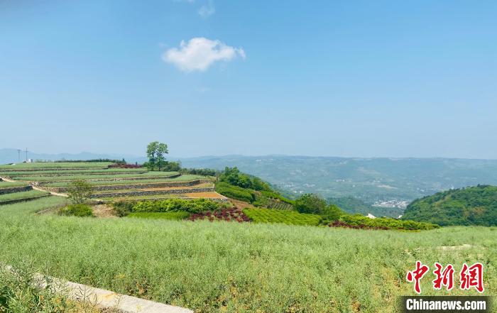 乡愁撬动共富路：“名士乡”青年乡贤回村创业添活力