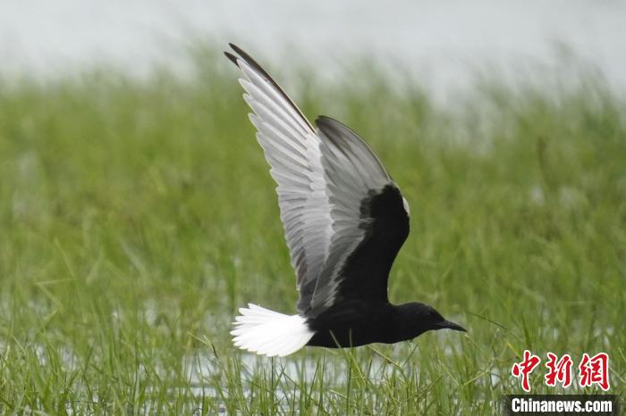 海南昌江生态持续向好珍稀鸟类频繁来“做客”