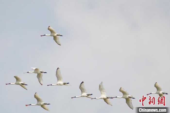 国家一级保护动物黑脸琵鹭现身昌江海尾湿地公园。　薛美丽 摄