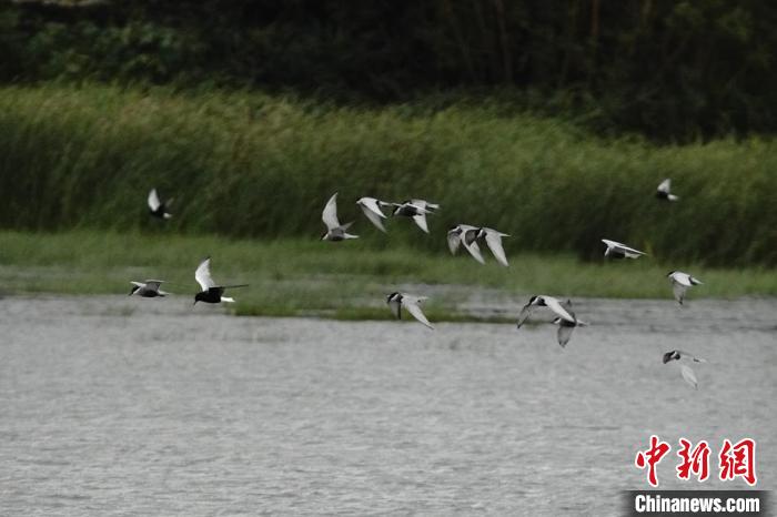 白翅浮鸥首次现身海南昌江海尾湿地公园。　薛美丽 摄