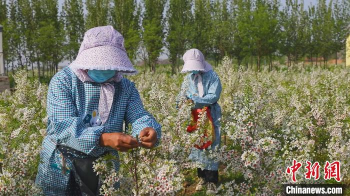 栽植面积近2万亩文冠果成河北邱县农民致富“金果果”