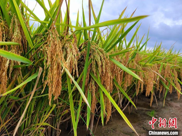 沉甸甸的稻禾。　王晓斌 摄
