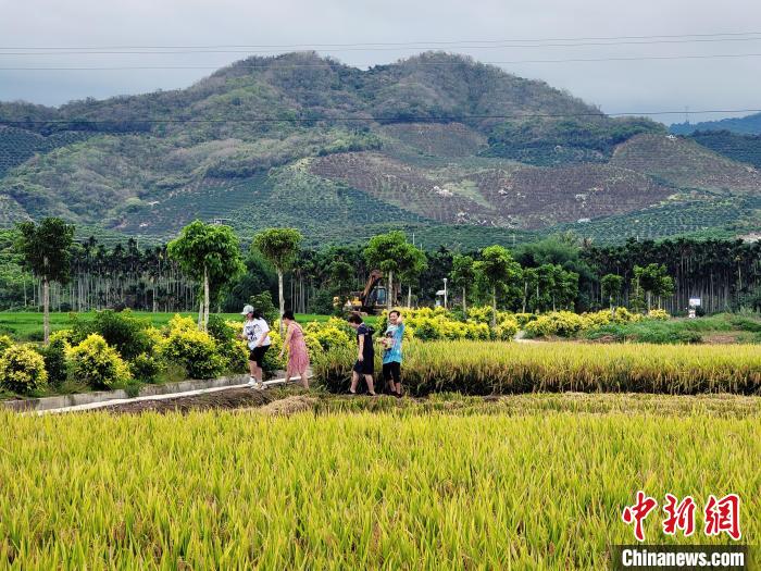三亚崖州区(坝头)南繁公共试验基地 王晓斌 摄