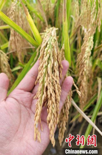 三亚南繁基地又获丰收科研人员：传承袁隆平精神