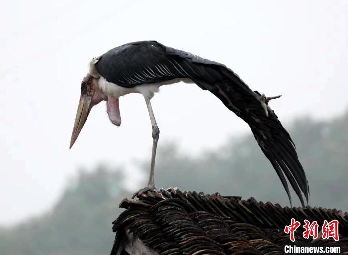 湖北十堰：一非洲秃鹳“赖”在居民房顶多日