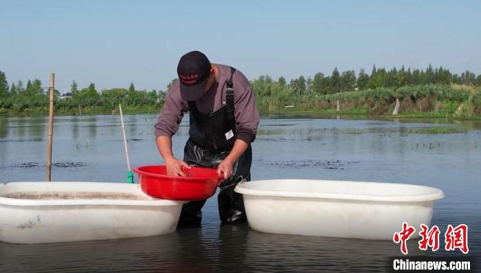 【十年@每一个奋斗的你】浙江海盐“90后”新农人：书写“稻虾共养”致富经