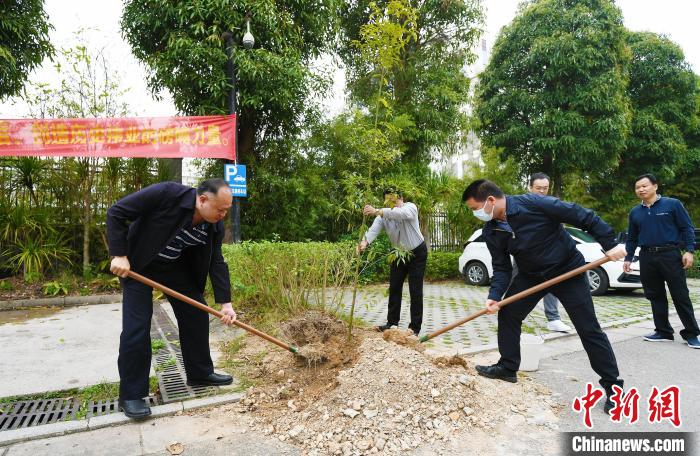 广西各地见缝插“珍”种植大批珍贵树种