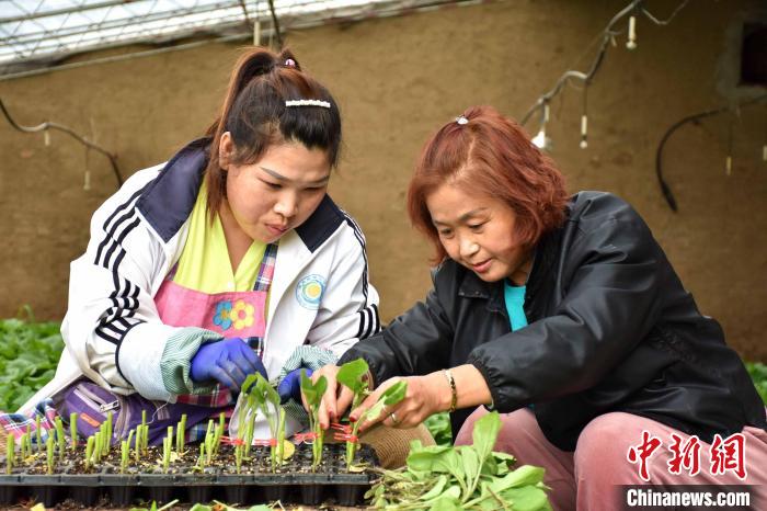 河北清苑区：秧苗嫁接女能人吃香订单遍及17省区