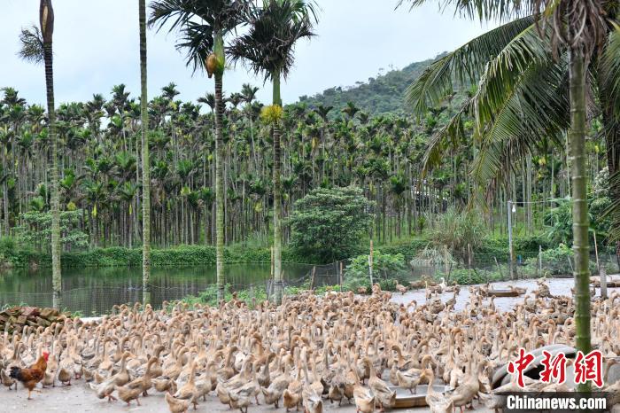 万宁市和乐镇六连村的一个养鸭场。凌楠 摄 万宁市和乐镇六连村的一个养鸭场。凌楠 摄