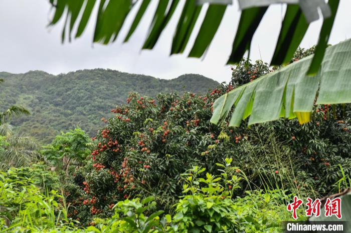 万宁市和乐镇六连村,成熟的荔枝挂满枝头。凌楠 摄 万宁市和乐镇六连村,成熟的荔枝挂满枝头。凌楠 摄