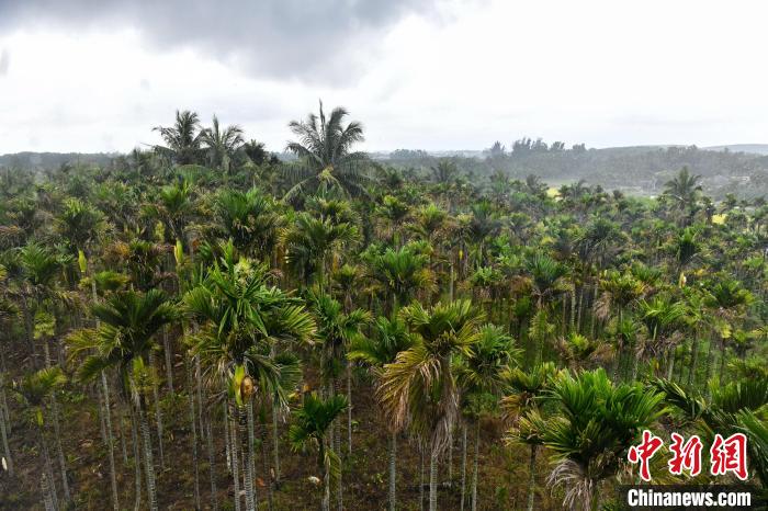 海南革命老区“空壳村”注入活力转型“实业村”